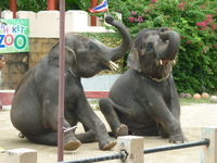 Шоу слоников в зоопарке-2
