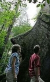 Фотография отеля Rainforest Adventure Lodge
