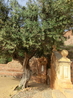 На территории самого храма почти ничего не растет, только вот эта старая олива, которая похоже пережила ту самую засуху. Ведь оливковые деревья растут ...