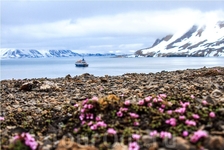 Цветущая Арктика