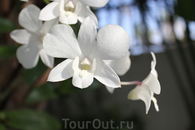 она же  орхидея белая