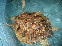 морская черепаха