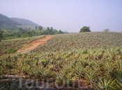 ананасовое поле