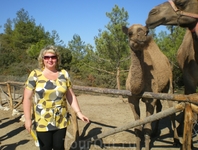 Помимо страусов на ферме можно встретить много и других животных, в данном случае - верблюжье семейство.