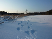 На нетронутой снежной целине следы двух лосей, по-видимому, лося и лосихи смотрятся завораживающе!
