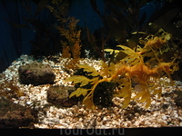 Океанариум в Барселоне Океанариум в Барселоне