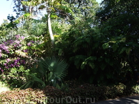 Пуэрто де ля Крус. Ботанический сад, открытый в 1788-1790 гг. по инициативе Дона Алонсо де Нава Гримон.
Здесь представлен обширный спектр растительного мира Канарских островов, а также многочисленные 