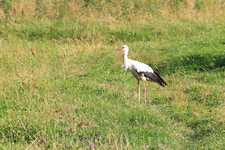 аист... аист...