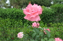 Розы Родоса