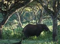 Lemala Ngorongoro Camp