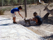 Тунис: День в зоопарке - Friguia Park. Животных можно было погладить ;)