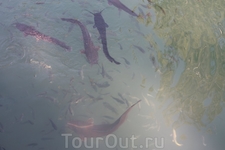 сомы в реке Иордан