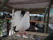болгарские голуби