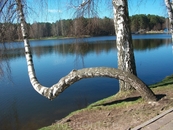 Танцующая береза на берегу озера Друсконис.