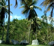 Palmas Plantation at Palmas del Mar