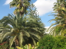 Nissi beach - очень зеленая территория отеля, что не свойственно отелям Кипра и достаточно большая!