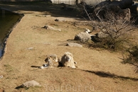 Зоопарк\ огромные территории для маленьких прайдов львов