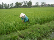 Работа на рисовых полях