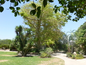 Мы в данный момент в Кибуце - Kibbutz Ein Gedi’s tourism facilities, including: guest house, Eco tourism botanical garden and beach. Это официальное описание ...