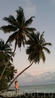 пальмы на берегу