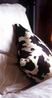 Фото Boutique Hotel Dufays