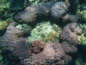 Мир коралла...