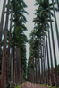 Главная  аллея ботанического сада составляет около 700 метров в длину и имеет 137 королевских пальм.