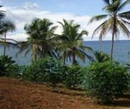 Фото Chiquitas Bay Hostal