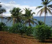 Chiquitas Bay Hostal