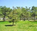 Фото Черноморская Атланта