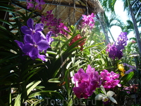 Орхидеи всех цветов радуги