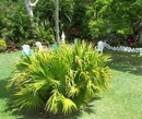 Фото Palm Garden Hotel