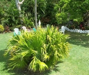 Palm Garden Hotel