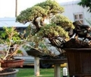 Фото 18 Bonsai Garden Resort