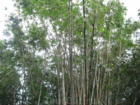 экскурсия Сафари, рафтинг, джунгли