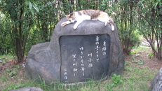 Коты Киото