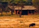 Фото Lemala Ndutu Tented Camp Serengeti