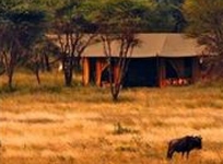 Lemala Ndutu Tented Camp Serengeti