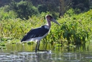 Найваша является домом почти 400 видов птиц, здесь можно встретить розовых фламинго, африканских орлов-рыболов, бакланов и многих других.