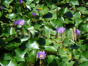 На озере круглый год цветут лотосы