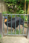 Бали/ парк птиц