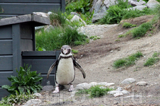 а ещё там живут пингвины! мои любимые пингвины...
Атлантический парк Олесунда