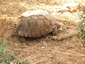 черепаха за обедом