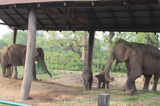 Читван. Слоновья ферма. Здесь содержаться слонихи с маленькими слонятами