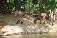 Бали/ Сафари парк. Животные содержатся в естественных условиях. По парку проходит экскурсия на автобусе с англоговорящим гидом.