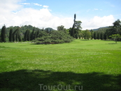 Ficus benjamina - Королевский ботанический сад.