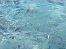 фауна Красного моря кишит красивыми рыбками