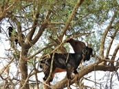 Вдоль дорог в Марокко растут деревья аргании, чьи ветви очень любят объедать местные козы. Пастухи давно просекли фишку и научили животных забираться на ...