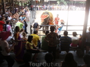 Шоу слонов в Нонг Нуче