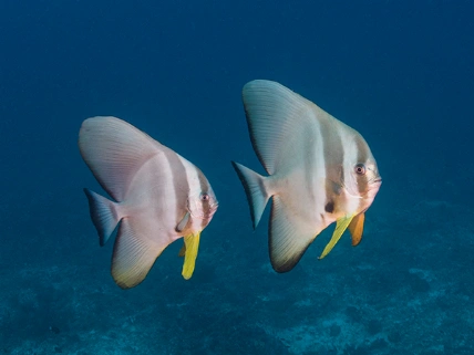 Milaidhoo Maldives отмечает 10-летний юбилей TourOut